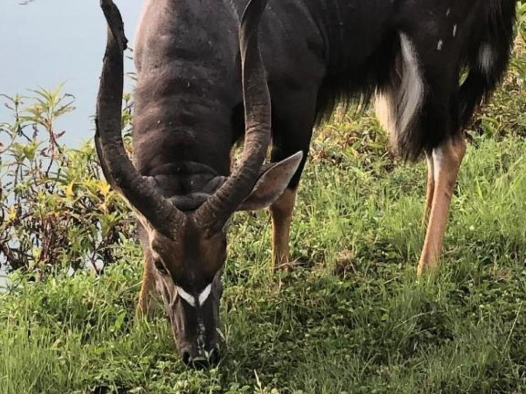 Panache Wildlife Cottage-Self Catering Hoedspruit Buitenkant foto