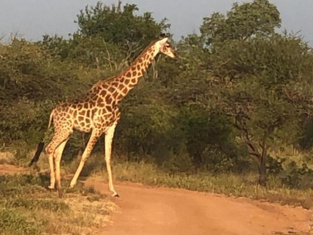 Panache Wildlife Cottage-Self Catering Hoedspruit Buitenkant foto